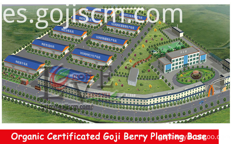 No Hazard Goji Berry proveedor No Hazard Goji Berry supplier